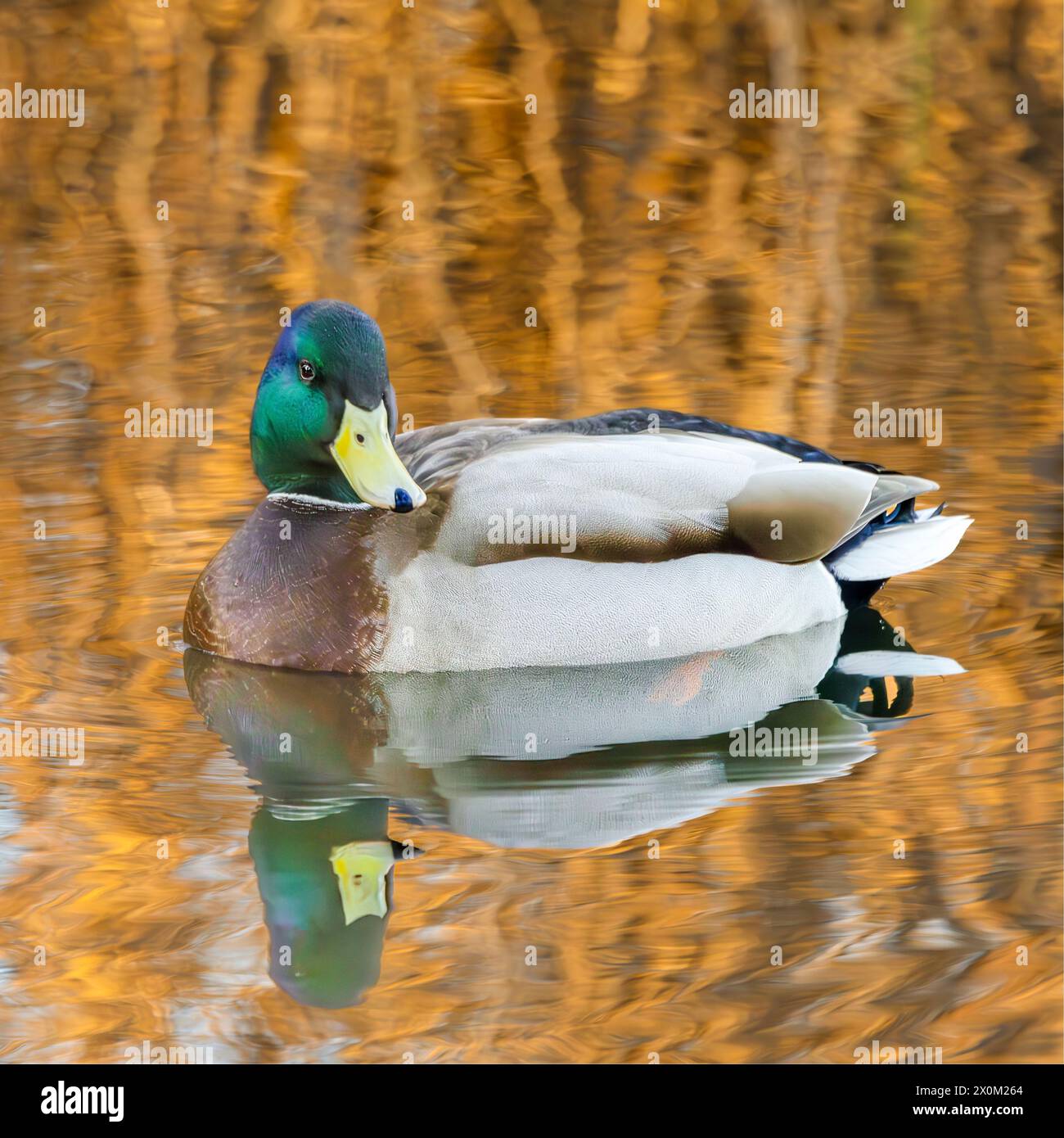 Stockenten, Männchen und Weibchen, Schwimmen und Fliegen über den bedfordshire Lake UK Stockfoto