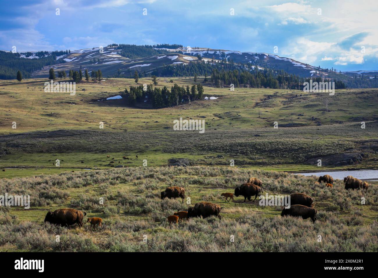 American Bison Herde im Yellowstone National Park Stockfoto