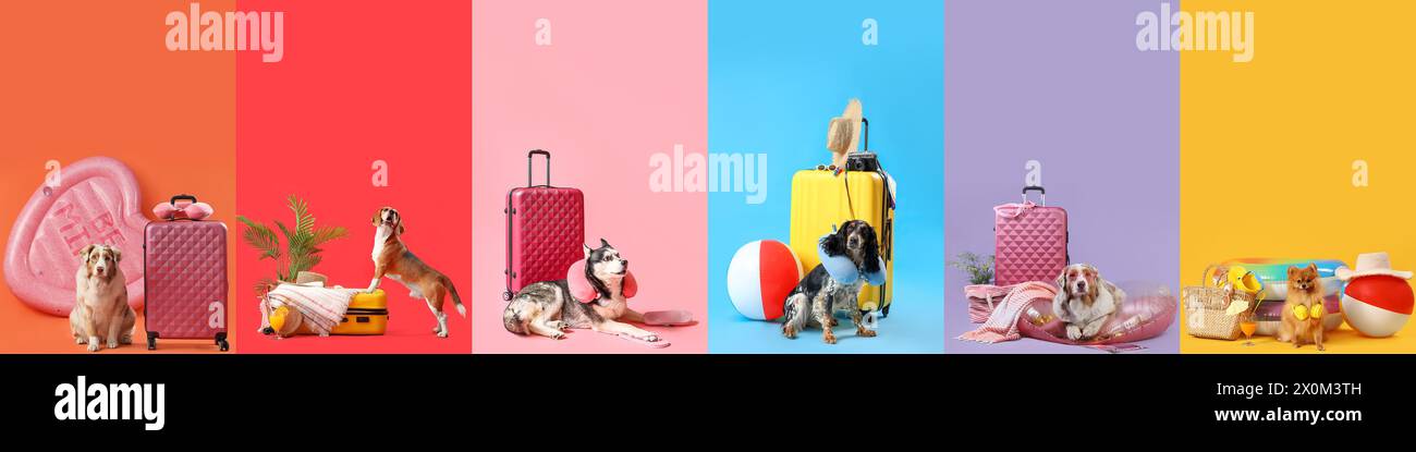 Collage von liebenswerten Hunden mit Strandaccessoires und Koffern auf farbigem Hintergrund Stockfoto