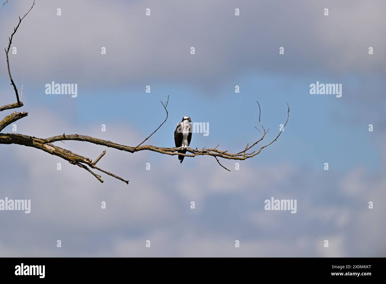 Osprey spannt Flügel auf einem Zweig Stockfoto