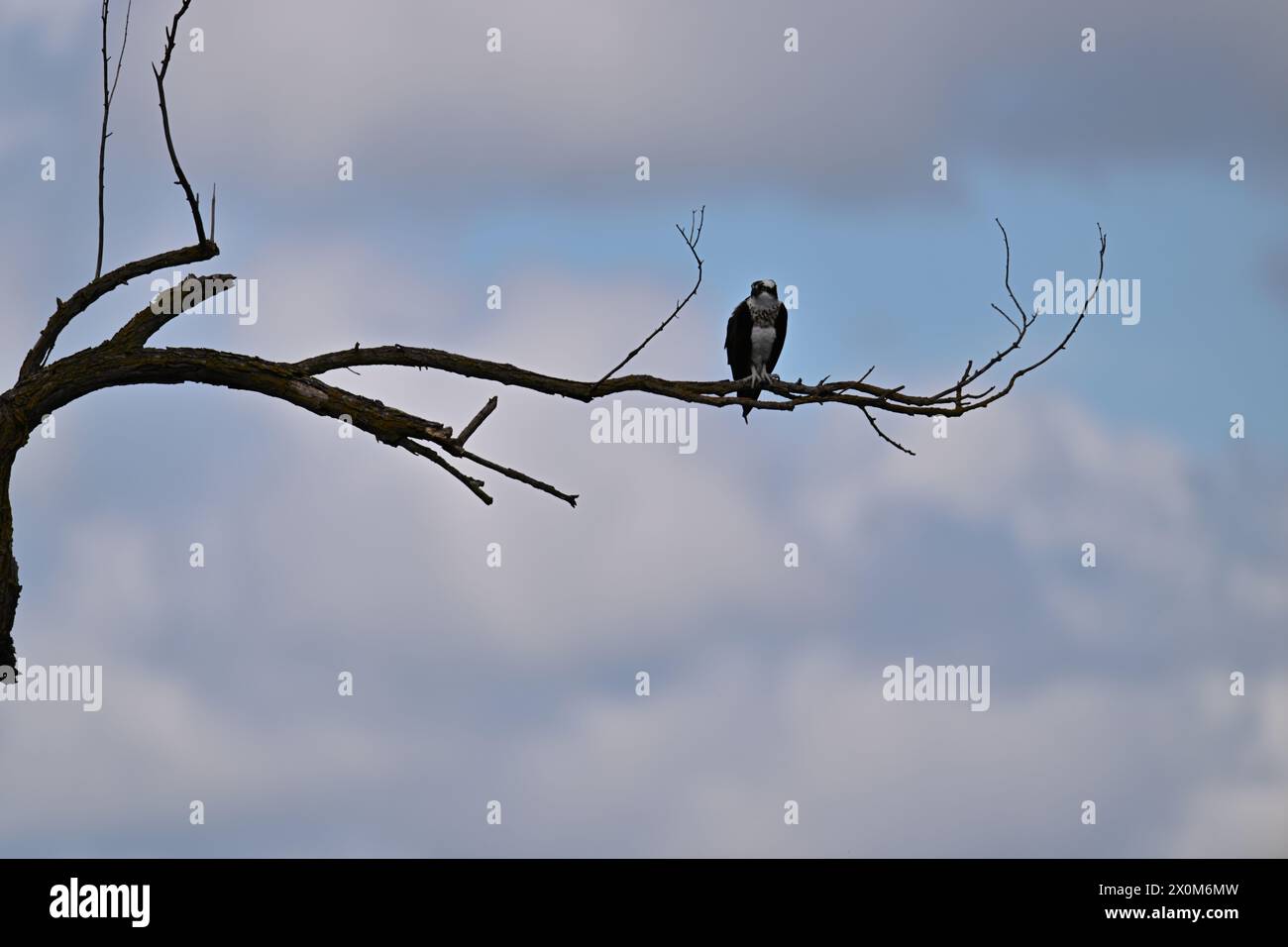 Osprey spannt Flügel auf einem Zweig Stockfoto