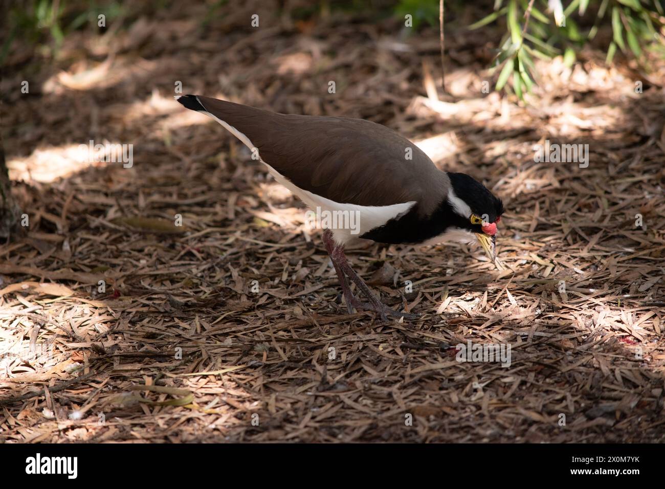 Der Lapwing hat eine schwarze Mütze und breite weiße Augenstreifen, mit einem gelben Augenring und einem Schirm und einem kleinen roten Klatsch über dem Schirm. Die Beine sind rosa-gre Stockfoto