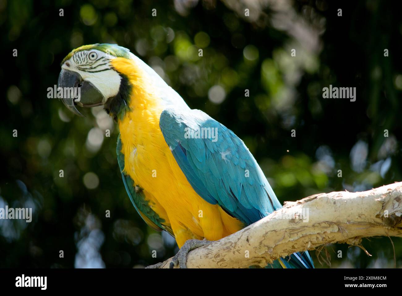 Der blau-goldene Ara hat Rücken- und Oberschwanzfedern des blau-goldenen Aras sind leuchtend blau; die Unterseite des Schwanzes ist olivgelb. Stockfoto