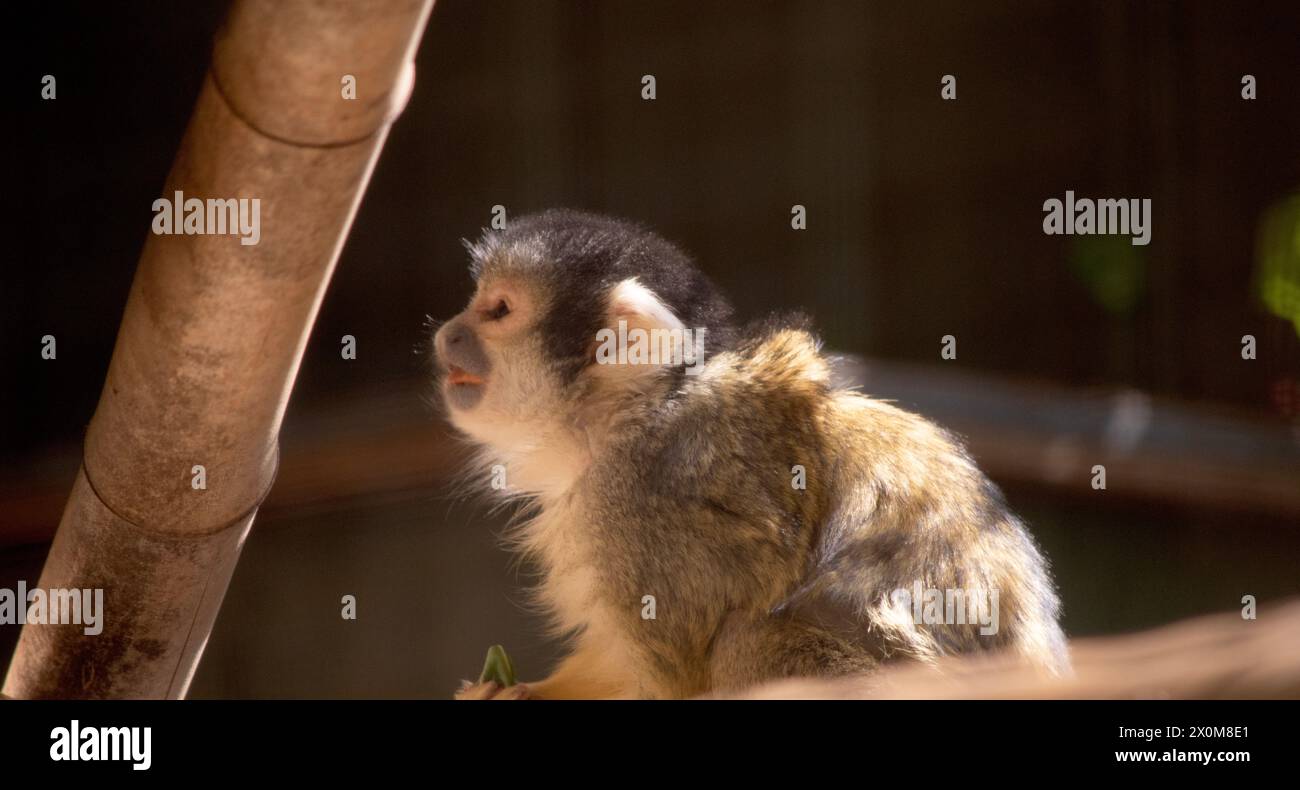 Der bolivianische Eichhörnchenaffe hat ein kleines, cremefarbenes Gesicht mit schwarzer Nase und Fang. Er hat auch einen schlanken Schwanz, der viel länger ist als sein Körper Stockfoto