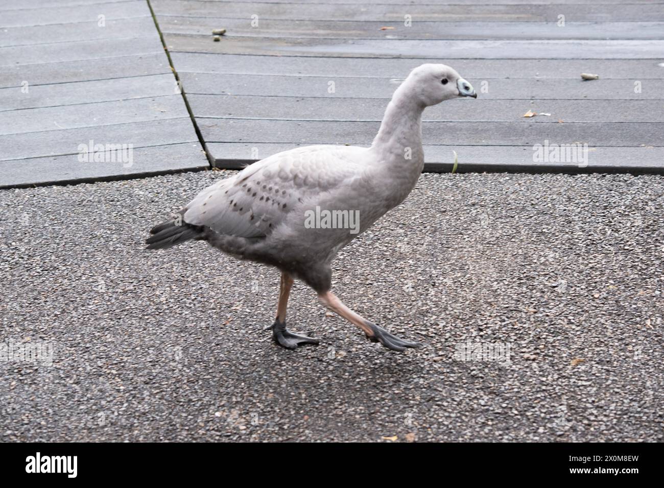 Die Kapbarren-Gans ist eine sehr große, hellgraue Gans mit einem relativ kleinen Kopf. Es hat Reihen großer dunkler Flecken in Linien über den Schultern und Stockfoto