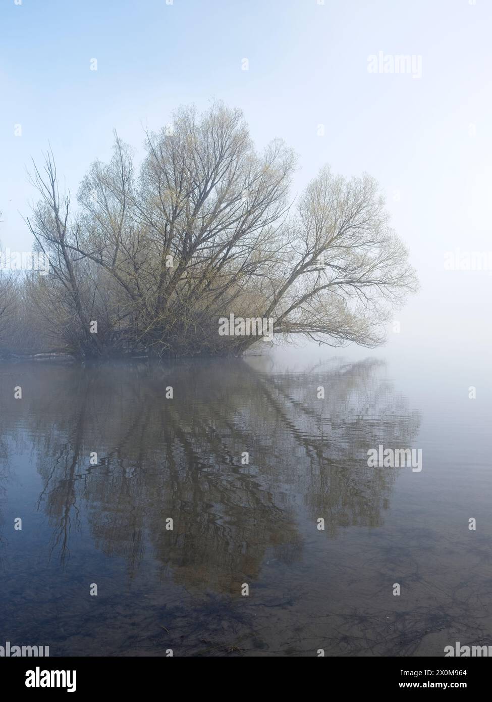 Am frühen Morgen umgibt Nebel ein Feuchtgebiet und ein Baum, der eine Reflexion im Norden von Idaho bildet. Stockfoto