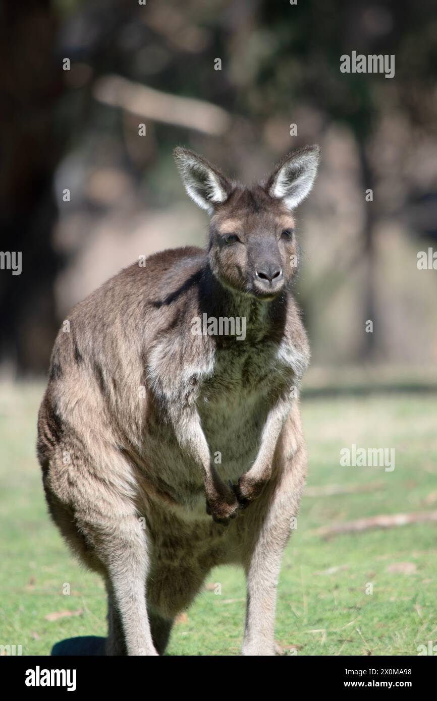Das Känguru-Island Känguru hat einen braunen Körper mit einem weißen Unterbauch. Sie haben auch schwarze Füße und Pfoten Stockfoto