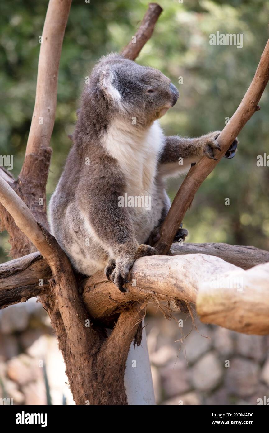 Der Koala hat einen großen runden Kopf, große pelzige Ohren und große schwarze Nase. Ihr Fell ist meist grau-braun mit weißem Fell auf der Brust, den inneren Armen, Stockfoto