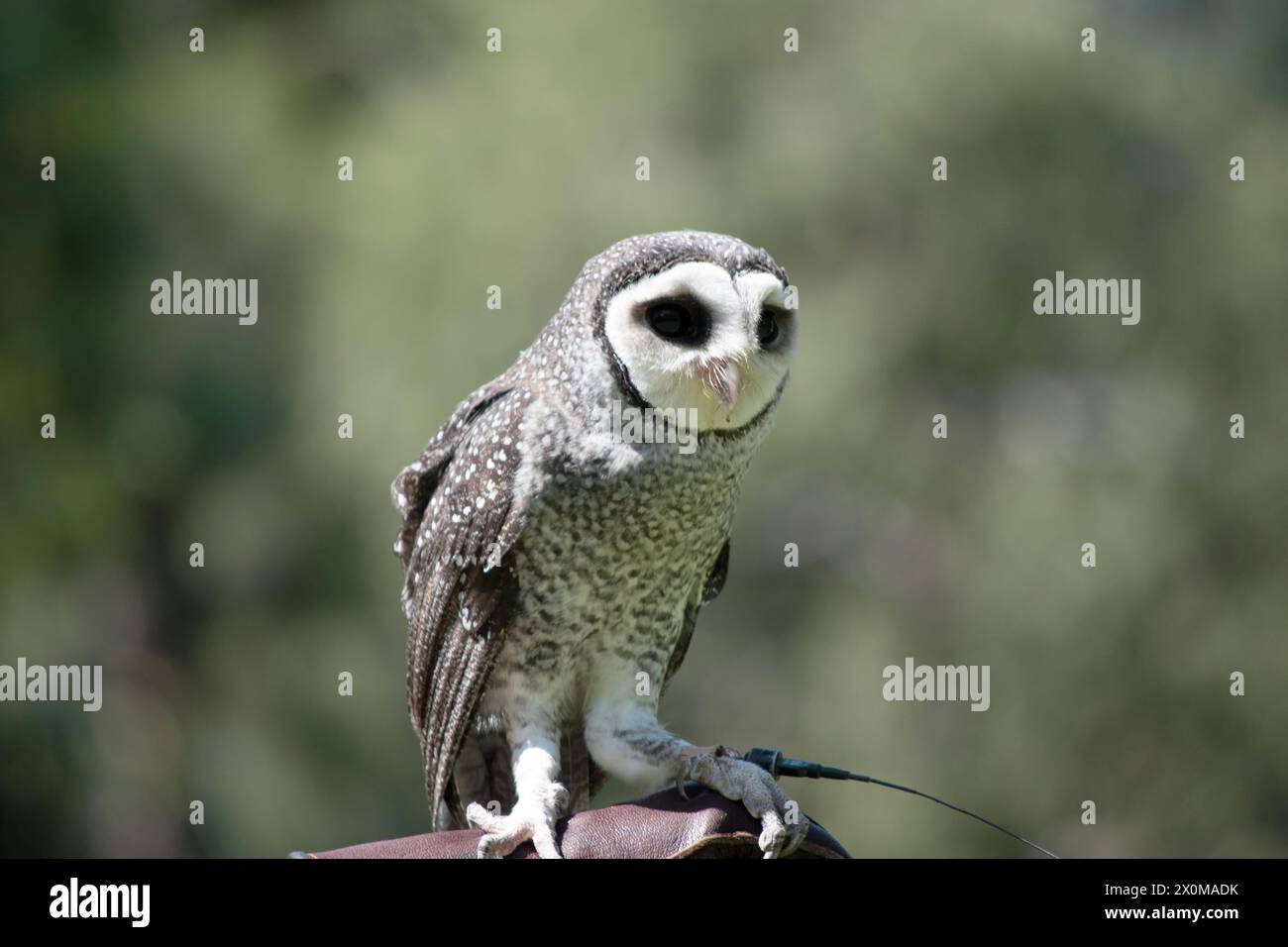 Die weniger rußige Eule hat eine dunkelrußgraue Farbe, mit großen Augen in einem grauen Gesicht, feinen weißen Flecken oben und unten und einem blassen Bauch. Stockfoto