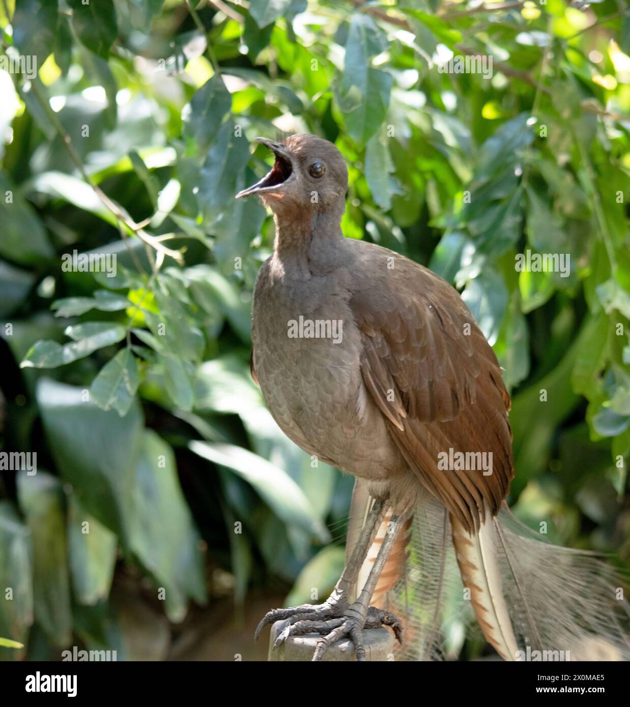 Der männliche Lyre-Vogel hat einen verzierten Schwanz, mit speziellen gebogenen Federn, die in der Auslage die Form einer Lyre annehmen. Stockfoto