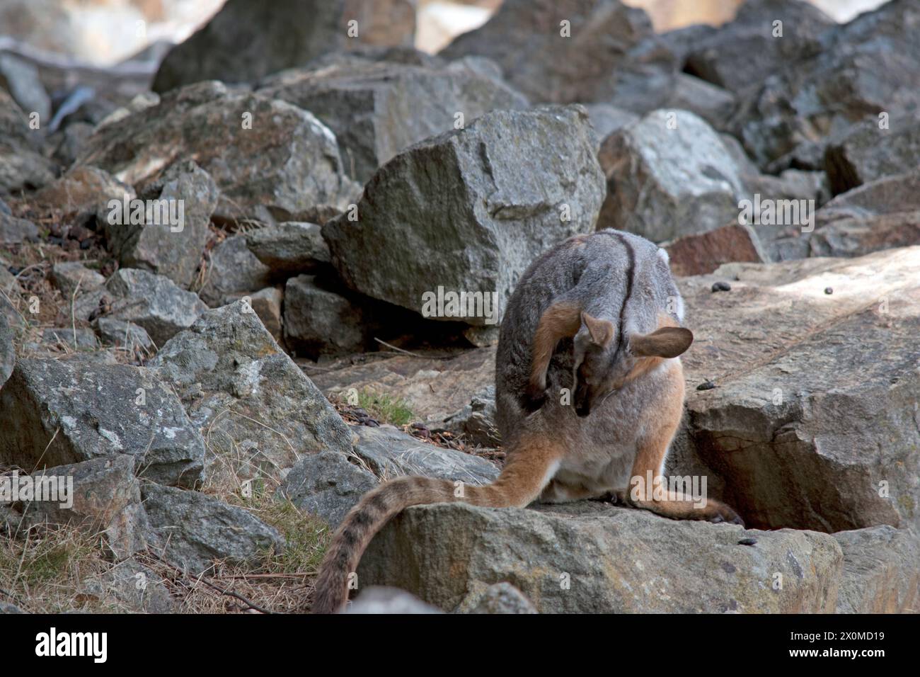 Das Gelbfuß-Wallaby ist grau, braun und weiß mit einem langen Schwanz Stockfoto