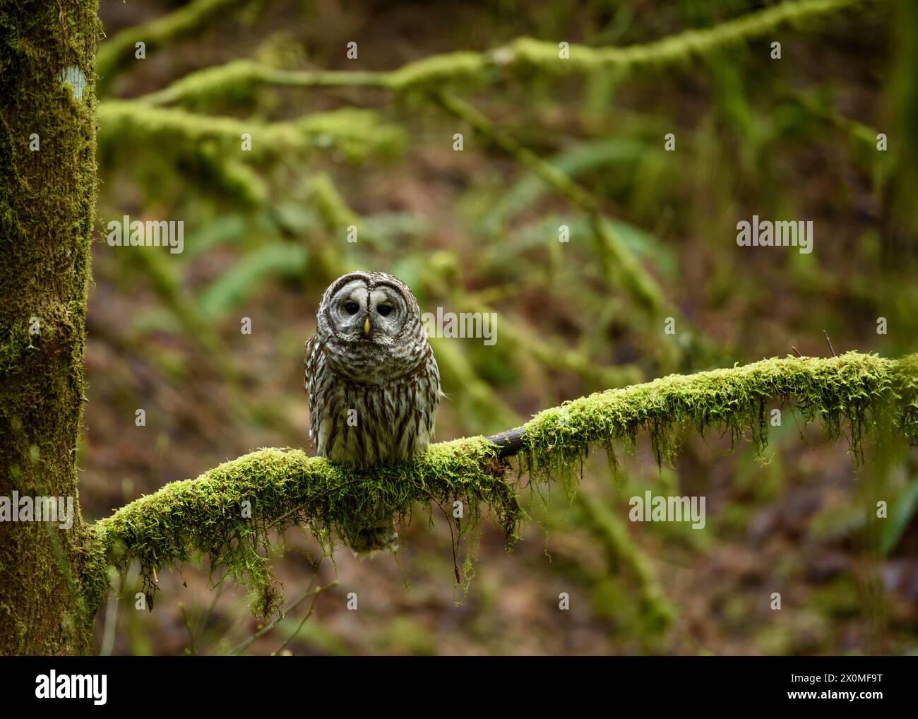 Barrotschulle im Forest Park Portland, OR. Stockfoto