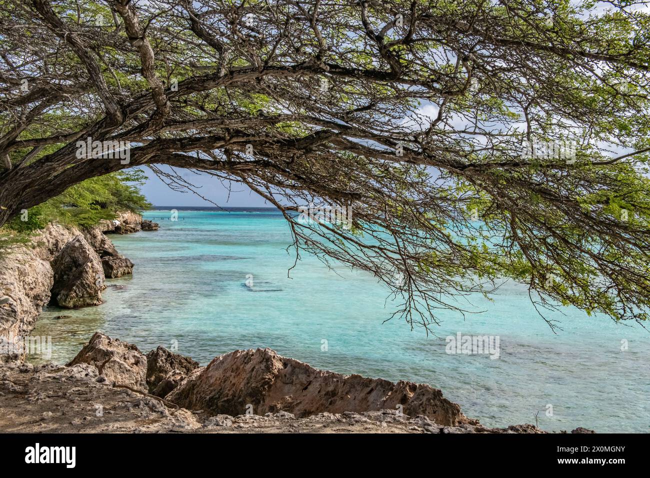 Aruba Mangle Halto Küstenlinie Stockfoto