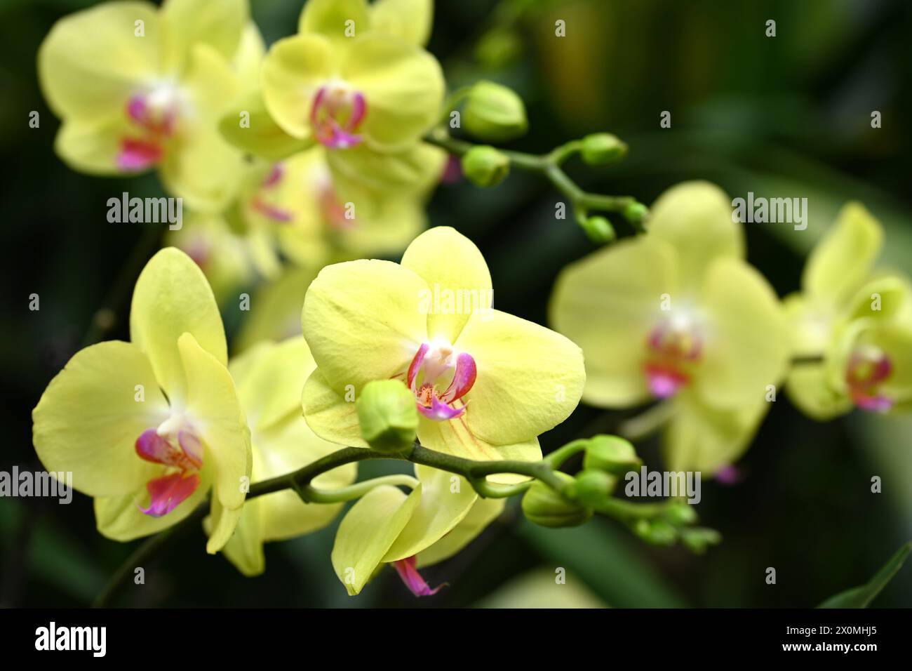 Nanning, China. April 2024. Besucher sehen am 12. April 2024 eine Orchideenausstellung in voller Blüte in Nanning, China. (Foto: Costfoto/NurPhoto) Credit: NurPhoto SRL/Alamy Live News Stockfoto