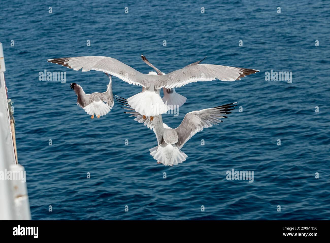 Fliegende Möwen, Silhouette von oben. Der Vogel fliegt über das Meer. Möwen schweben über dem tiefblauen Meer. Möwen jagen Fische. Gull über grenzenlose Weite Stockfoto