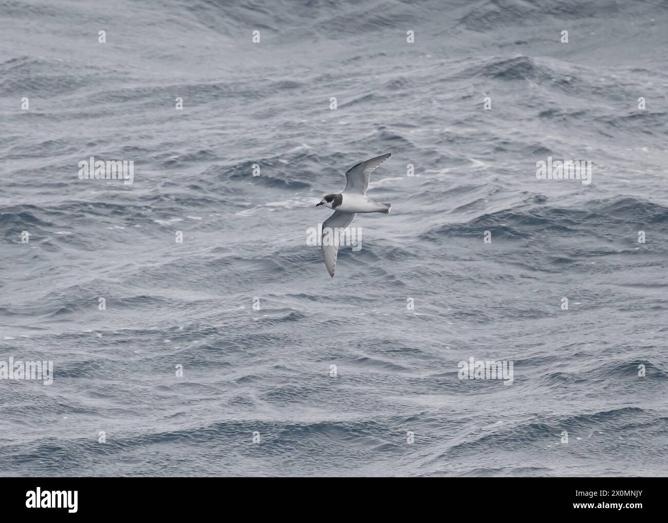 Petrel Blue (Halobaena caerulea), im Kampf über den südlichen Ozean, Antarktis, Januar 2024 Stockfoto