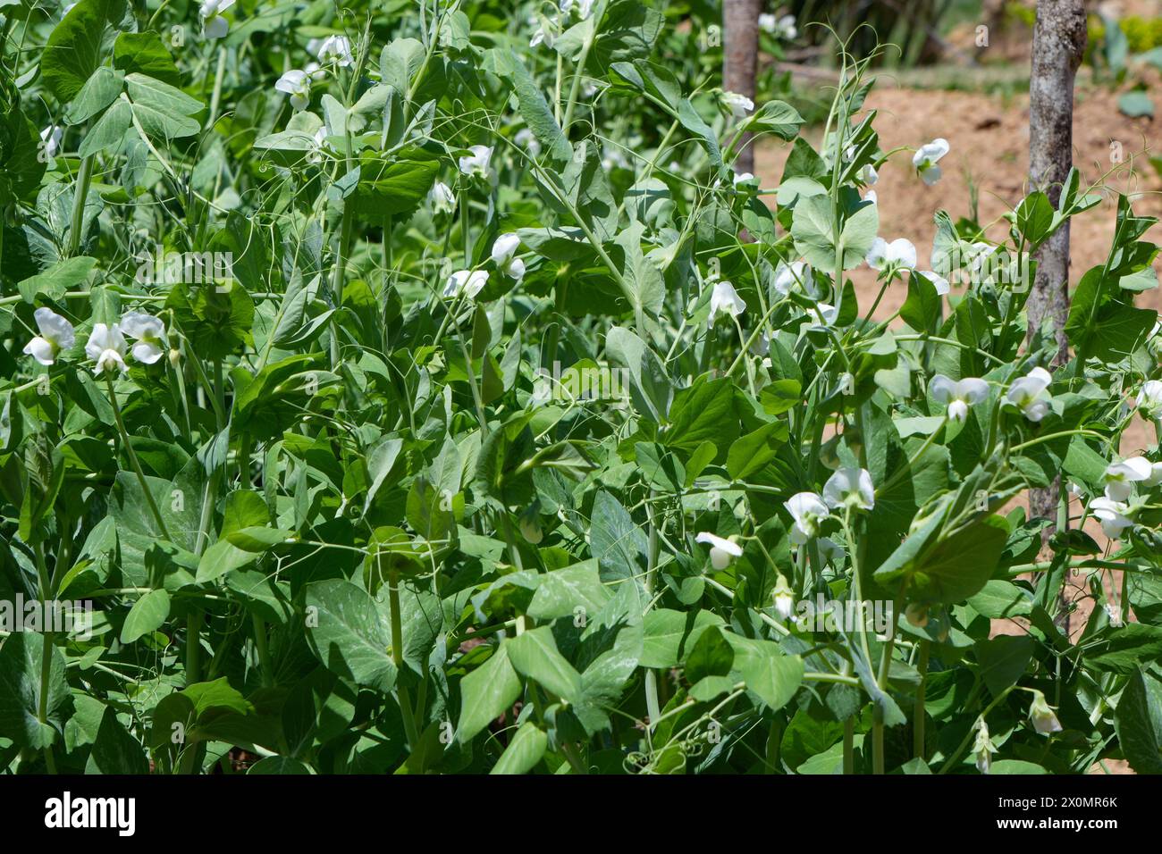 Grüne Erbsen wachsen im Gemüsegarten in nuwara eliya Stockfoto