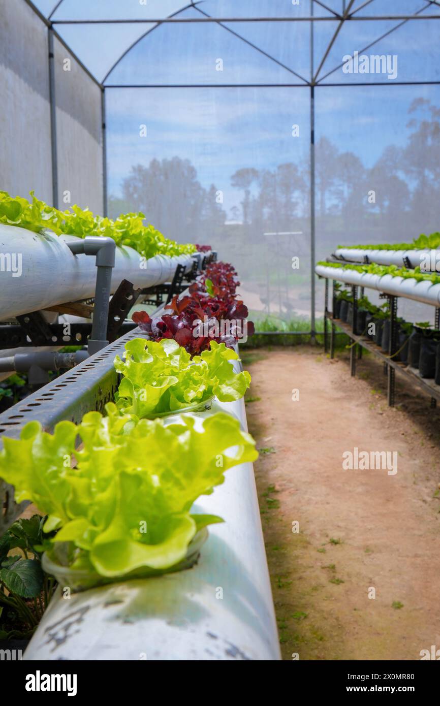 Gartenplaner vegetarische Landwirtschaft und Wassersystem des vertikalen Bauernhofs, Pflanzen Sie Gemüse vertikal in gebrauchten Rohren und Eimern in Nuwara Eliya Vegitabl Stockfoto