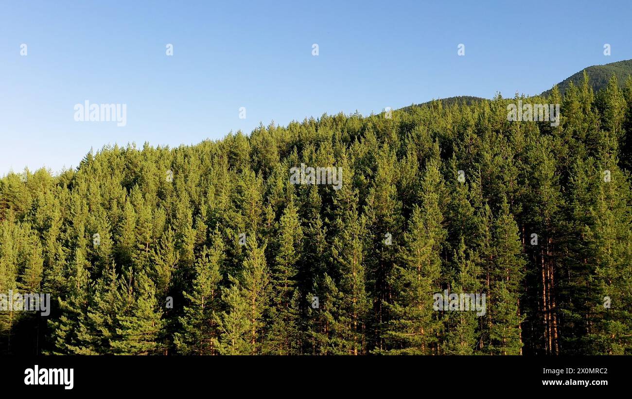 Blick aus der Vogelperspektive auf den grünen Wald und den blauen Himmel. Die Drohne fliegt über den Bäumen nach vorne. Aus der Vogelperspektive auf Kiefern im Wald. Natur-Video-Hintergrund. Stockfoto
