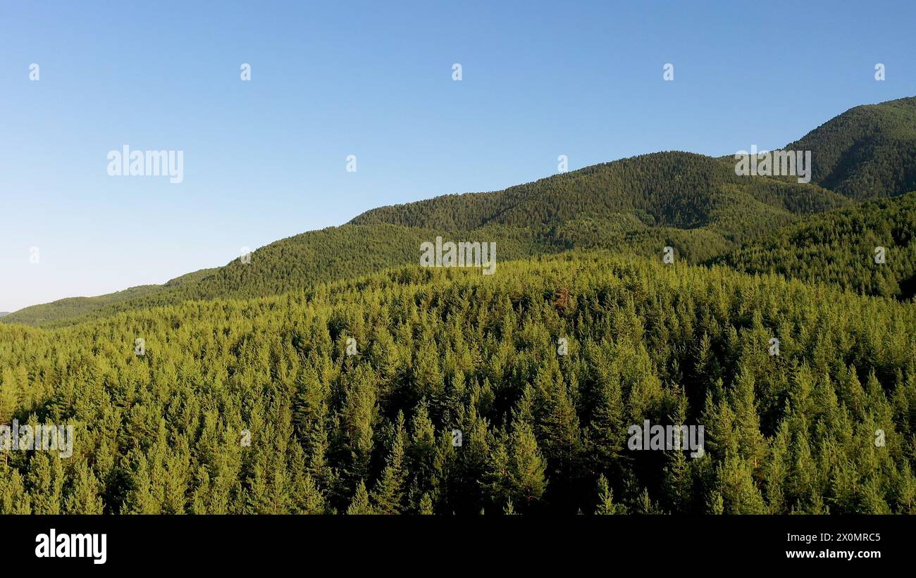 Blick aus der Vogelperspektive auf den grünen Wald und den blauen Himmel. Die Drohne fliegt über den Bäumen nach vorne. Aus der Vogelperspektive auf Kiefern im Wald. Natur-Video-Hintergrund. Stockfoto