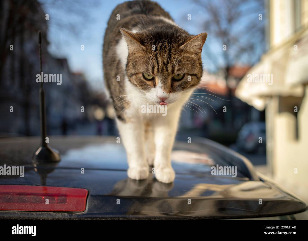 Ein streunender Kater auf einem Autodach Stockfoto