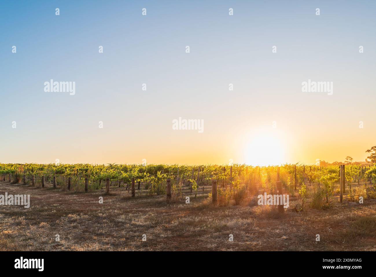 Weinberge der Barossa Valley Weinregion bei Sonnenuntergang, Tanunda, South Australia Stockfoto