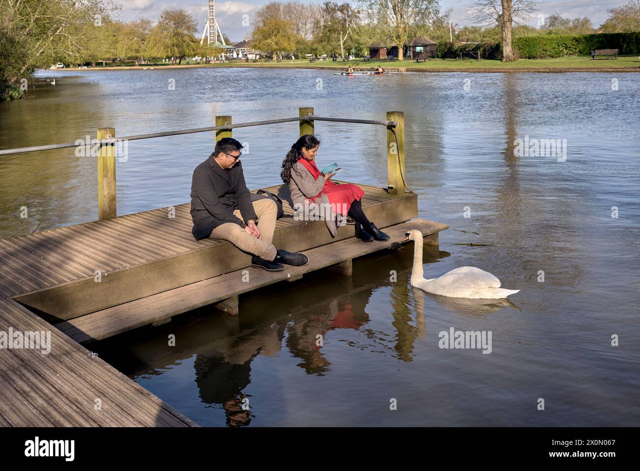 Schwan-Interaktion mit Menschen am Fluss. Stratford Upon Avon, Warwickshire, England Großbritannien Stockfoto