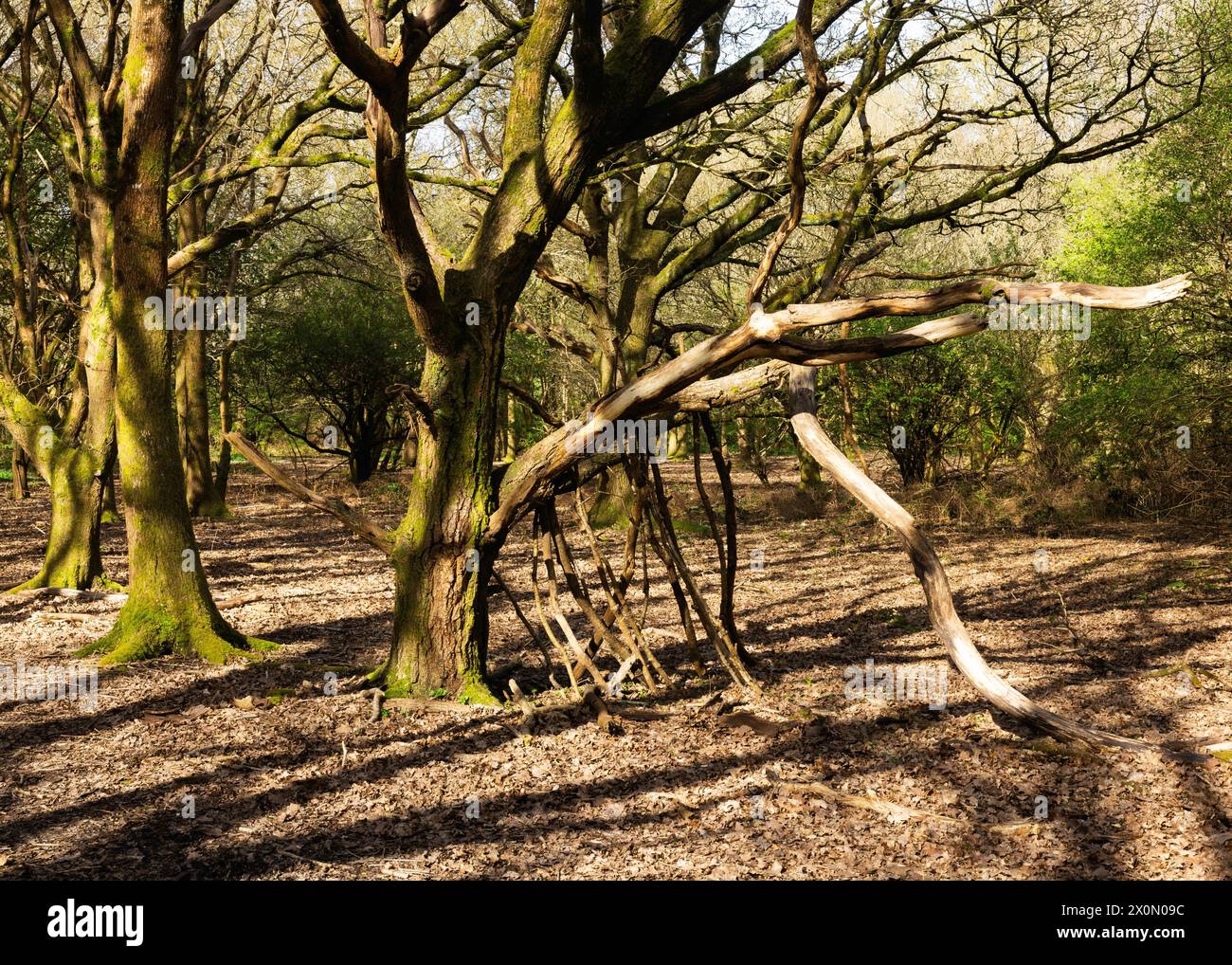 Die Ruhe und Ruhe eines frühen Frühjahrmorgens in einem Wald von Sussex am Ditchling Common Stockfoto