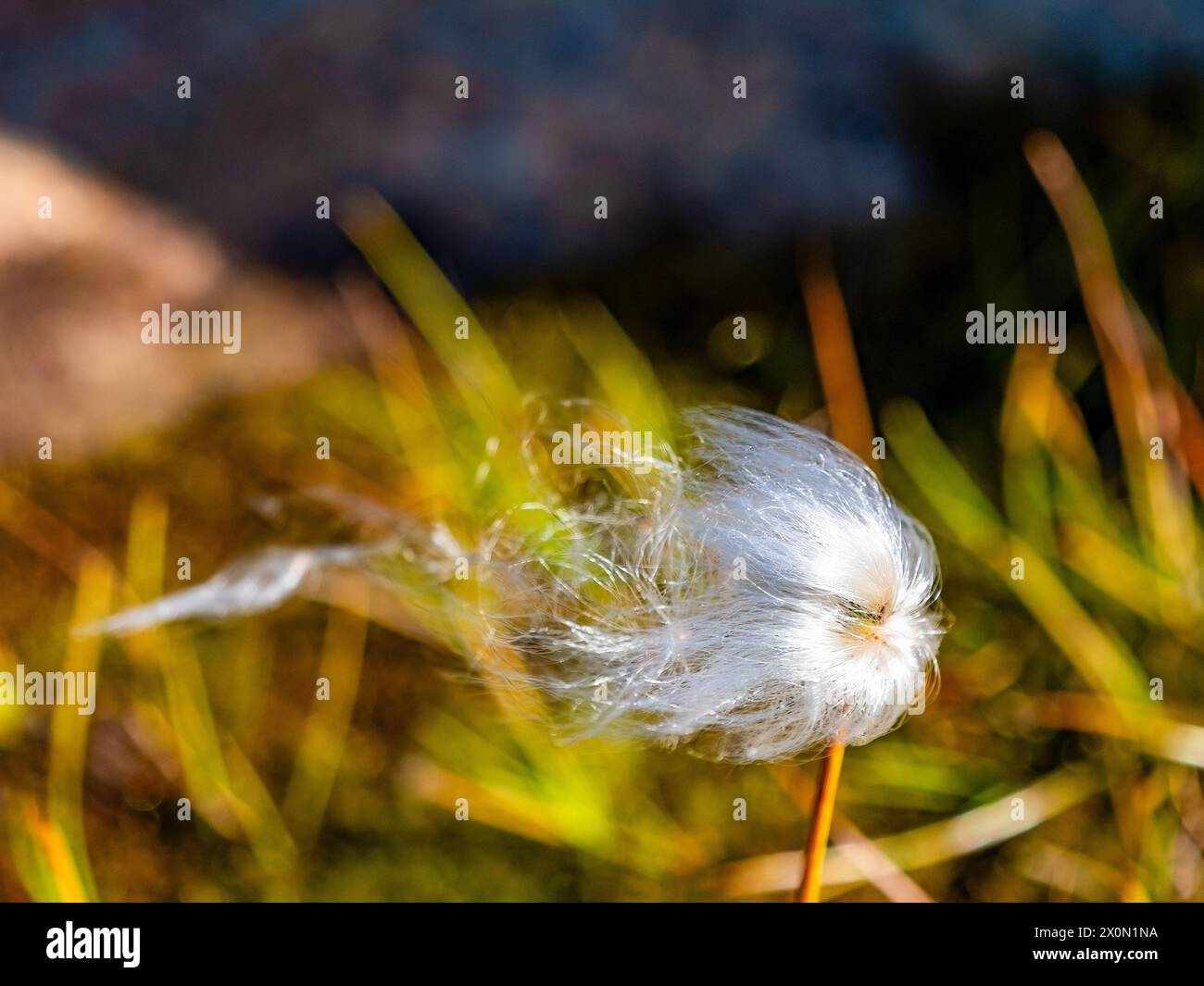 Schmalblättriges Baumwollgras (Eriophorum angustifolium). Stockfoto