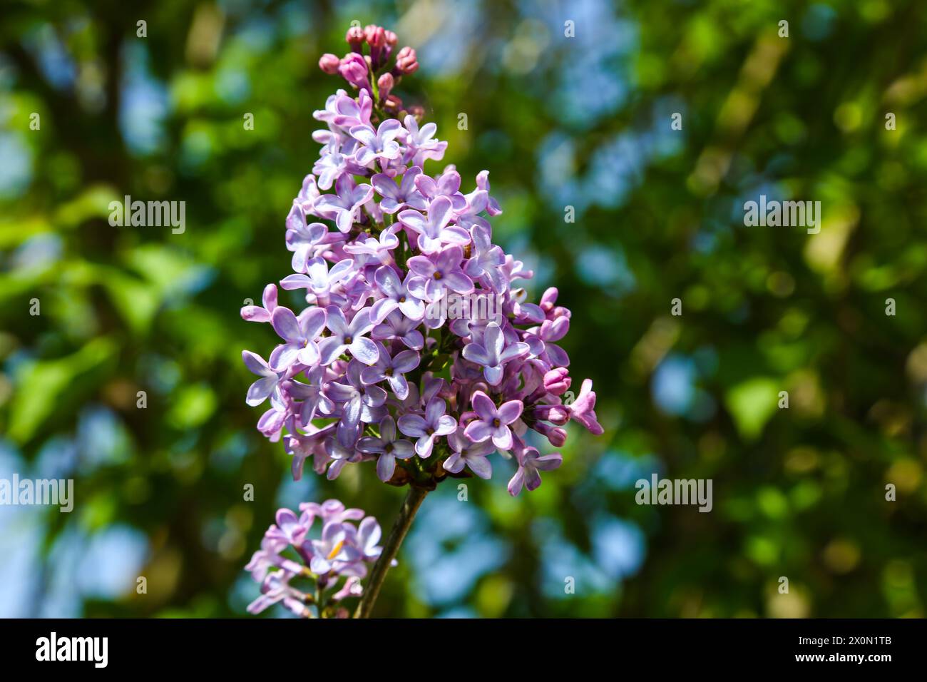 Lila Flieder im Garten, Gartenarbeit Stockfoto