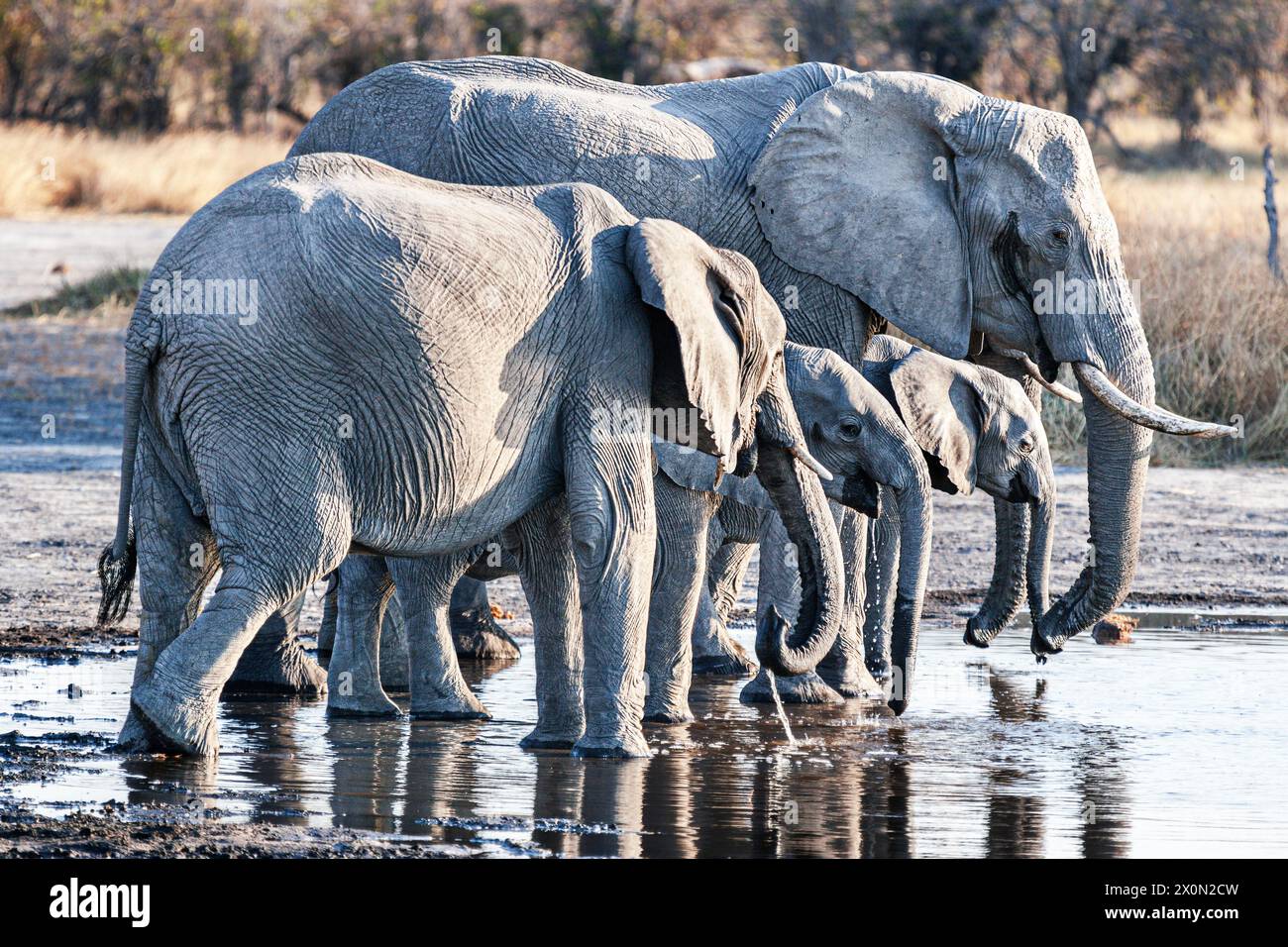 Elefantenfamilien trinken. Okavango Delta Stockfoto