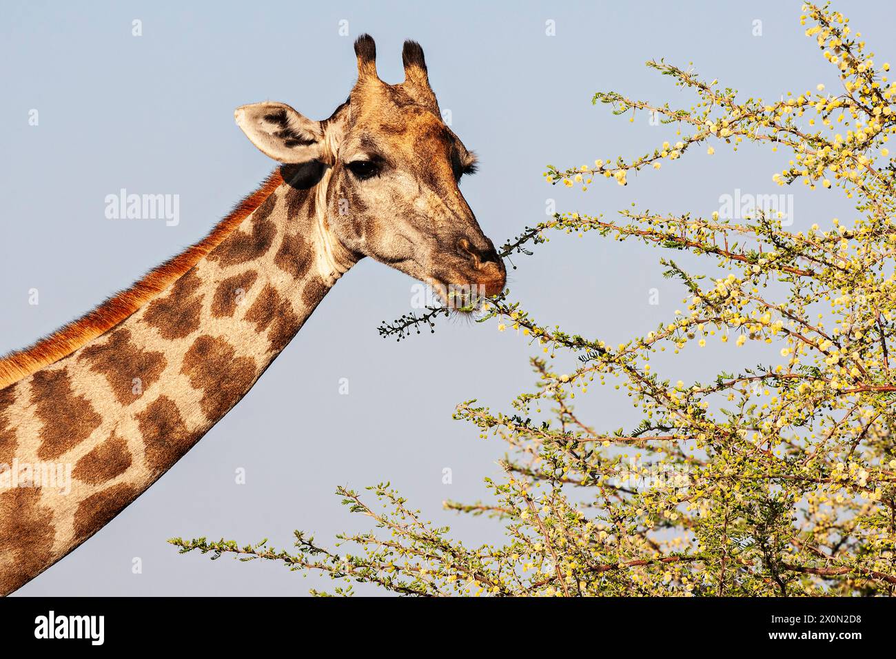 Giraffen fressen in einem Akazienbaum. Okavango Delta Botswana Stockfoto