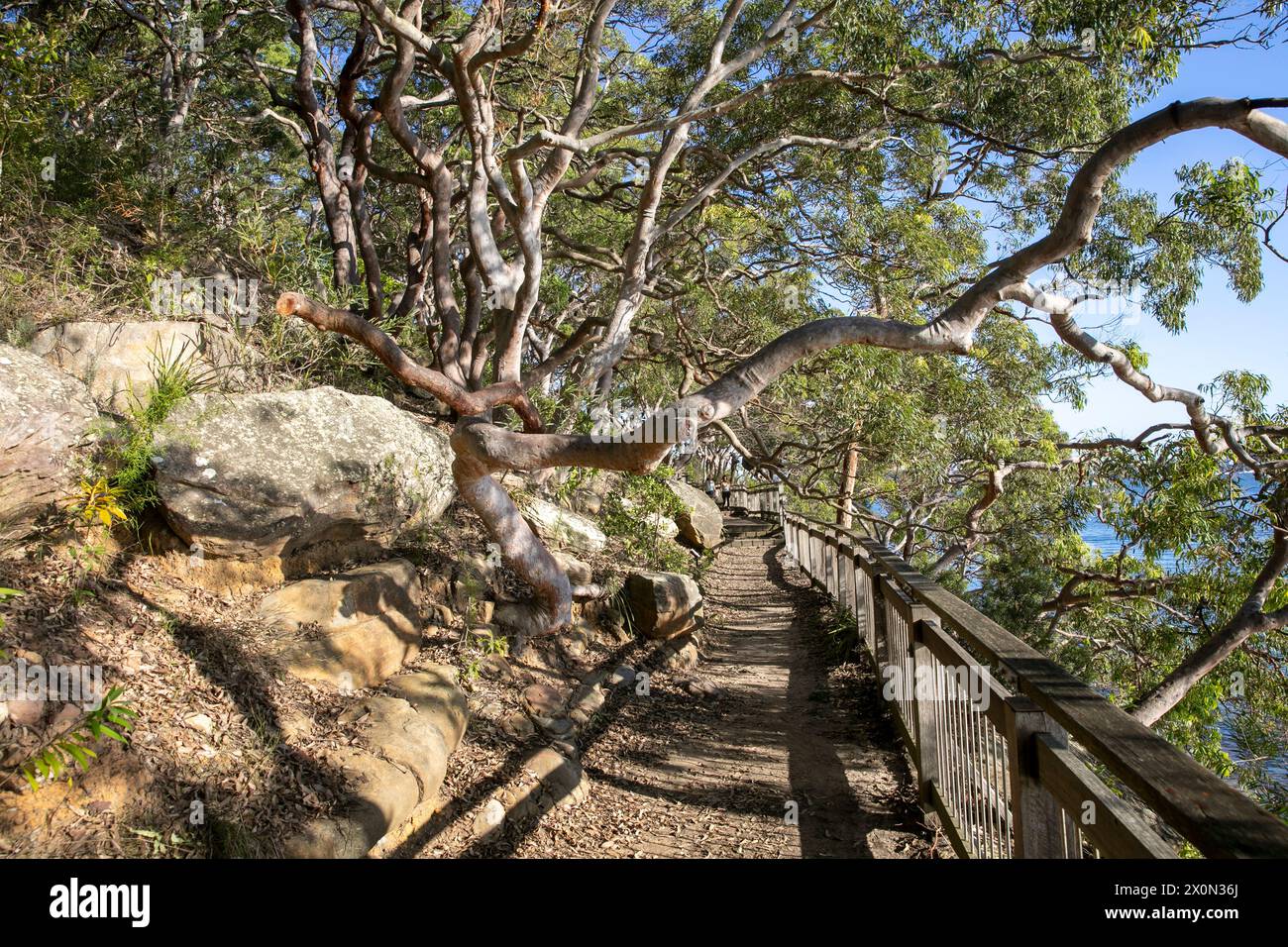 Bradleys Head Wanderweg am Nordufer des Hafens von Sydney, ist Teil des 80 km langen Bondi to Manly Wanderwegs, bietet Blick auf den Hafen und die Stadt, Sydney Stockfoto