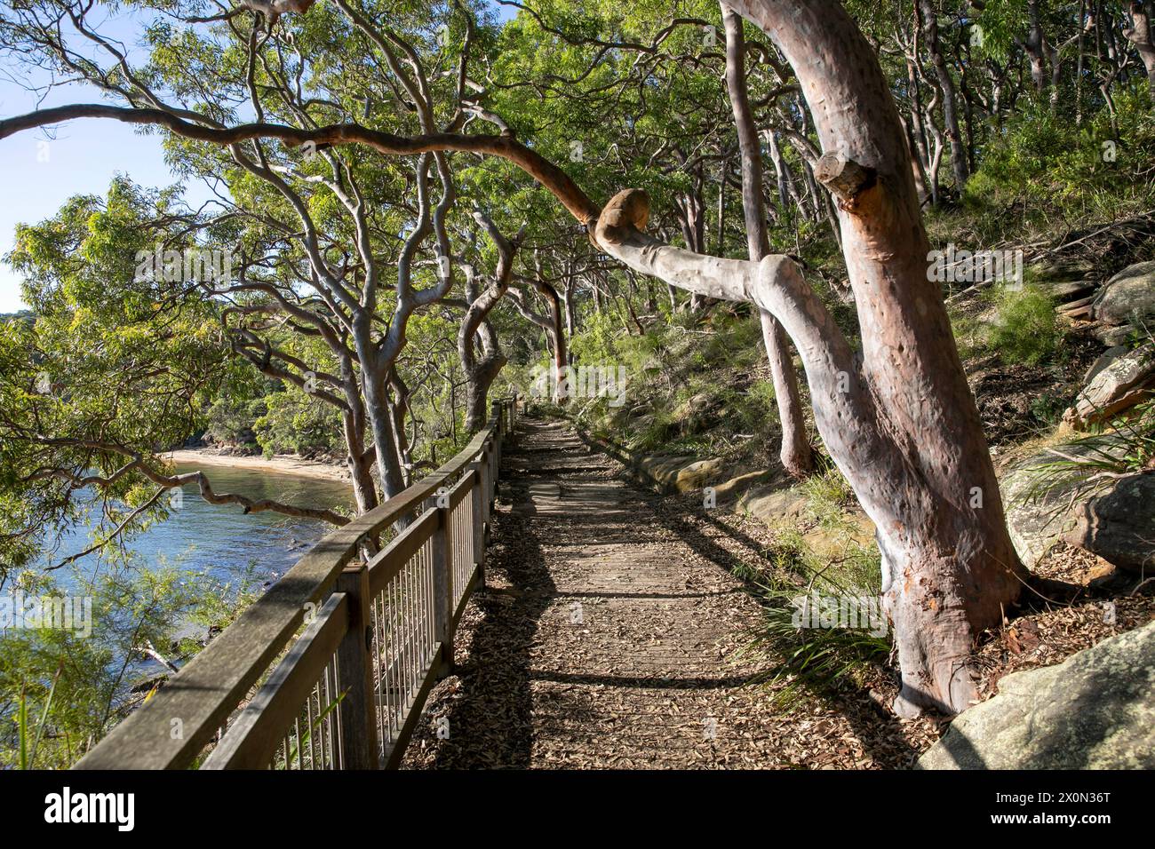 Bradleys Head Wanderweg am Nordufer des Hafens von Sydney, ist Teil des 80 km langen Bondi to Manly Wanderwegs, bietet Blick auf den Hafen und die Stadt, Sydney Stockfoto
