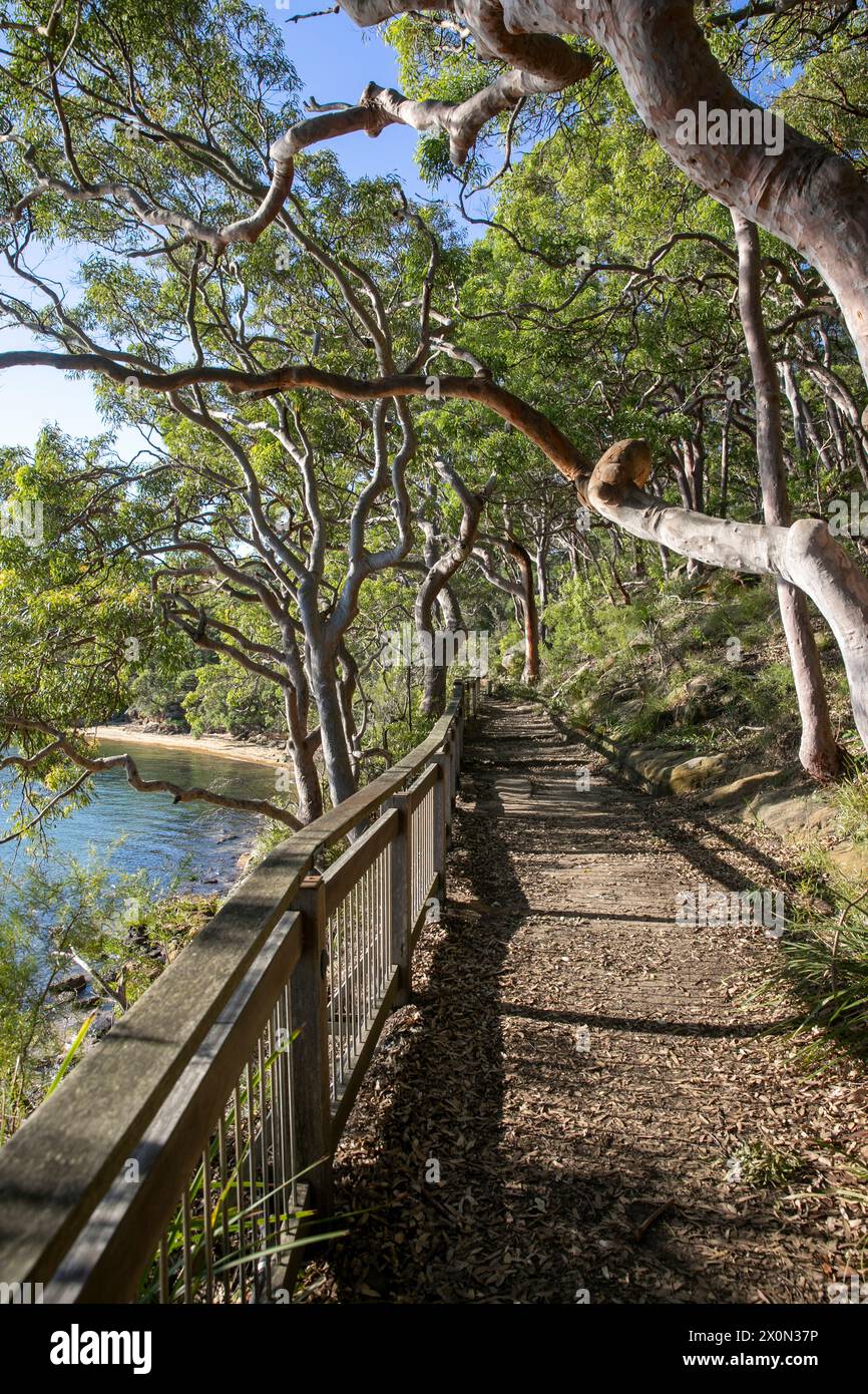 Bradleys Head Wanderweg am Nordufer des Hafens von Sydney, ist Teil des 80 km langen Bondi to Manly Wanderwegs, bietet Blick auf den Hafen und die Stadt, Sydney Stockfoto
