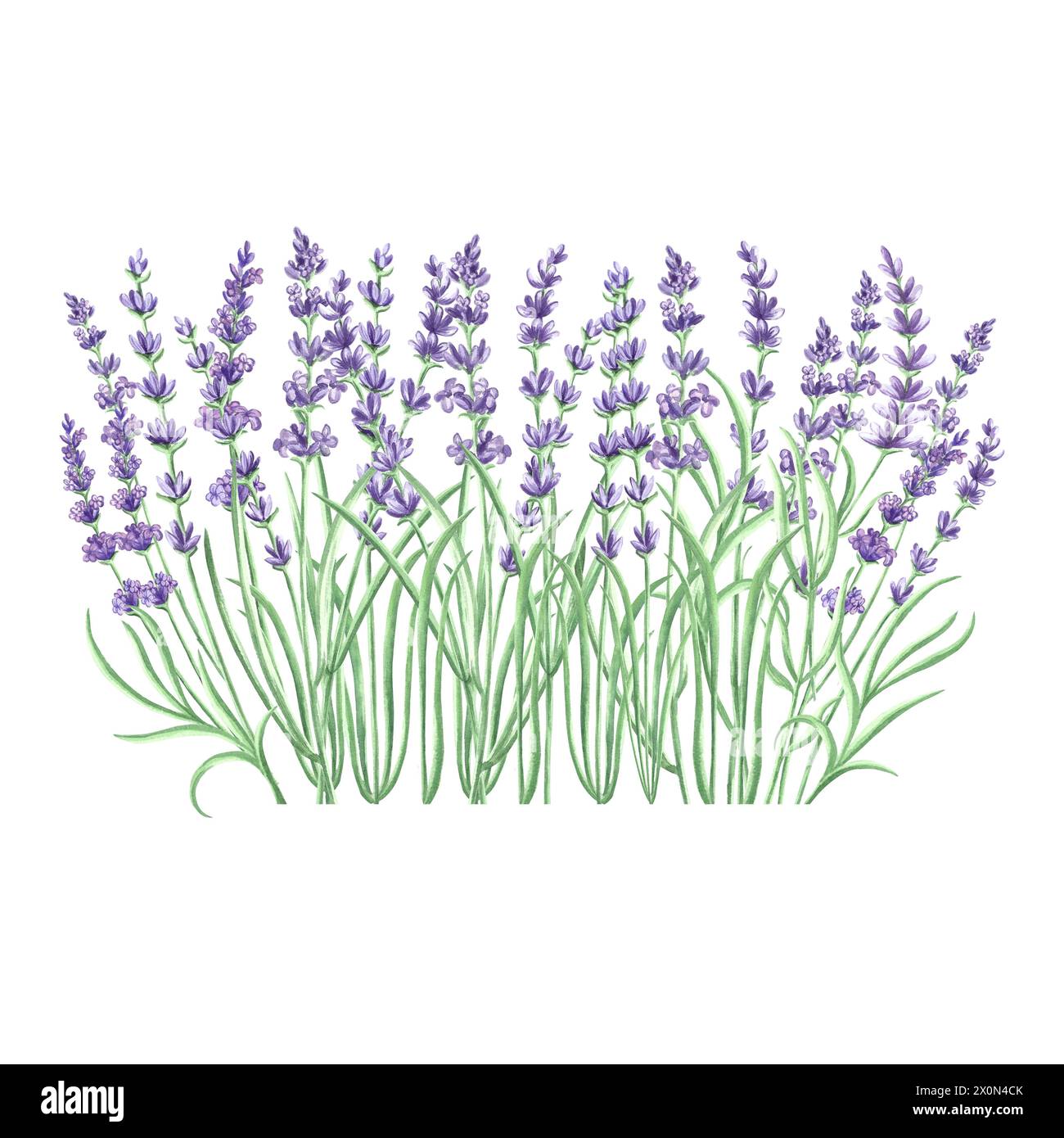 Lavendelblüten Lila Aquarell zarte Komposition. Isolierte handgezeichnete Abbildung. Blumenstrauß, Kräuter der Provence. Botanische Zeichenvorlage Stockfoto