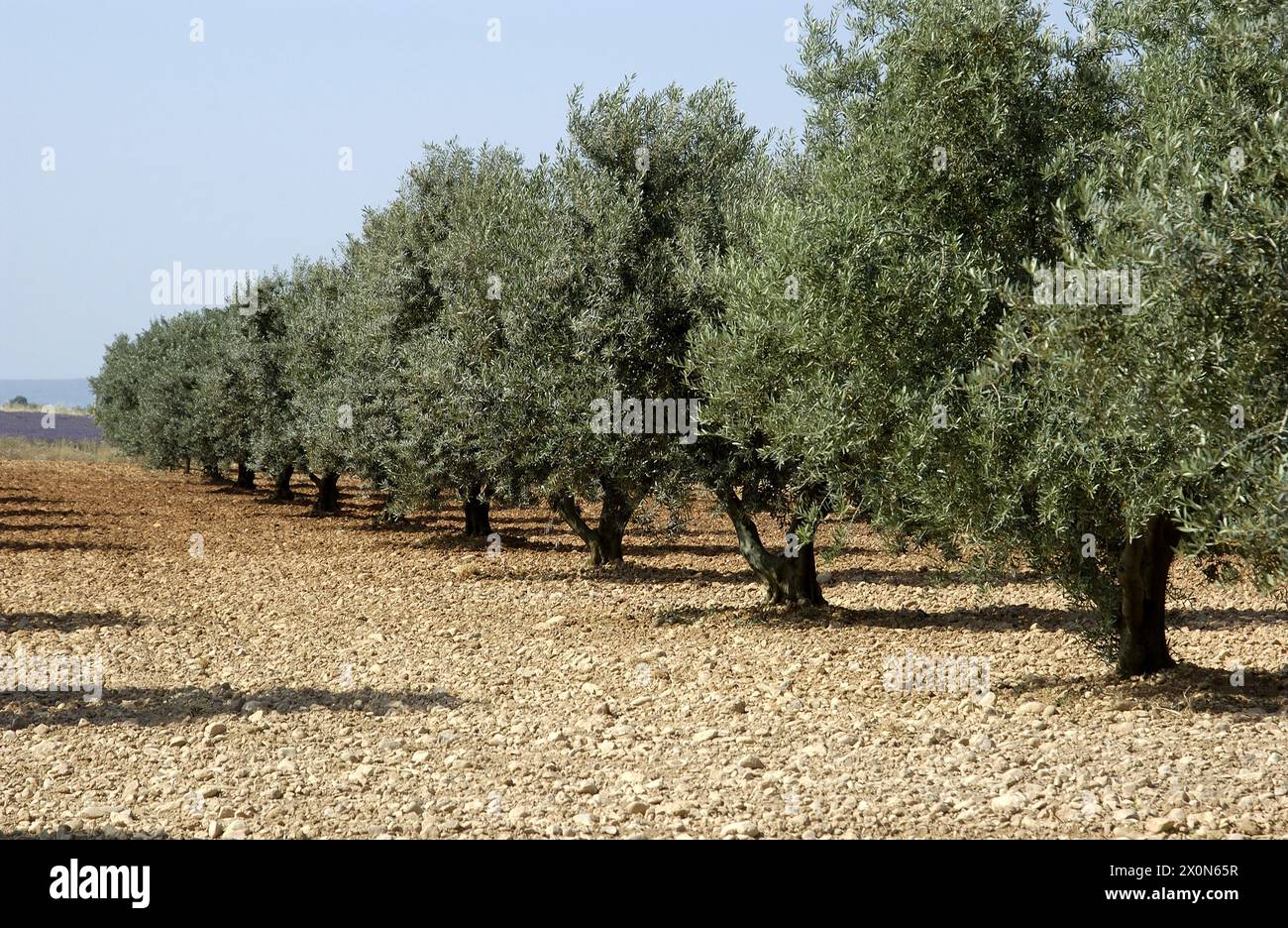 Olivenbaum frankreich -Fotos und -Bildmaterial in hoher Auflsung  Alamy