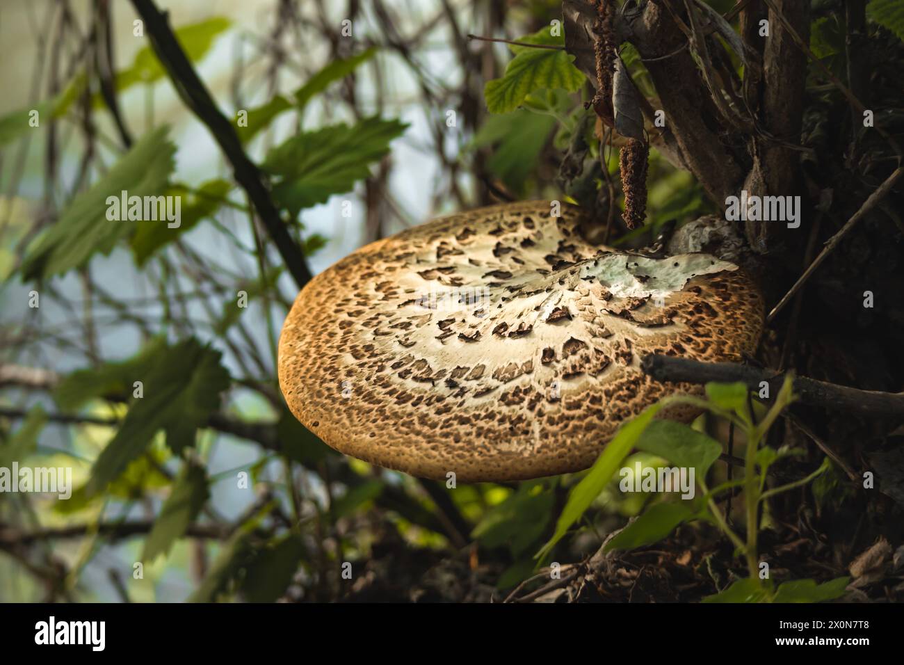 Pilzpilz wächst auf einem Baumstamm in einem üppig grünen Waldbeet Stockfoto