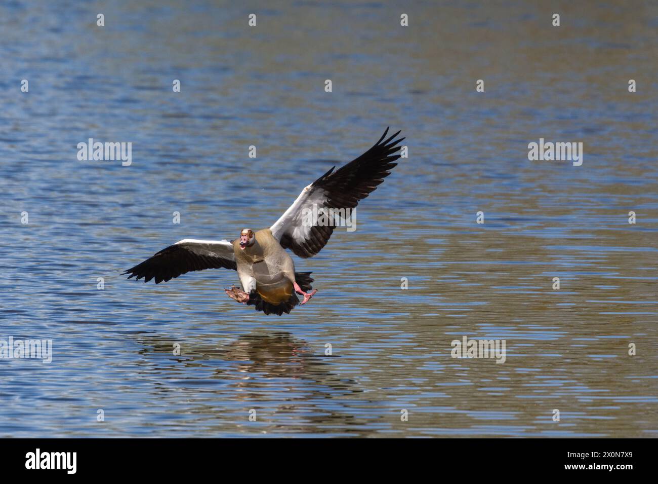 Ägyptische Gans macht sich bereit, auf dem Wasser zu landen, mit ausgebreiteten Flügeln und Füßen, die fast das Wasser berühren Stockfoto