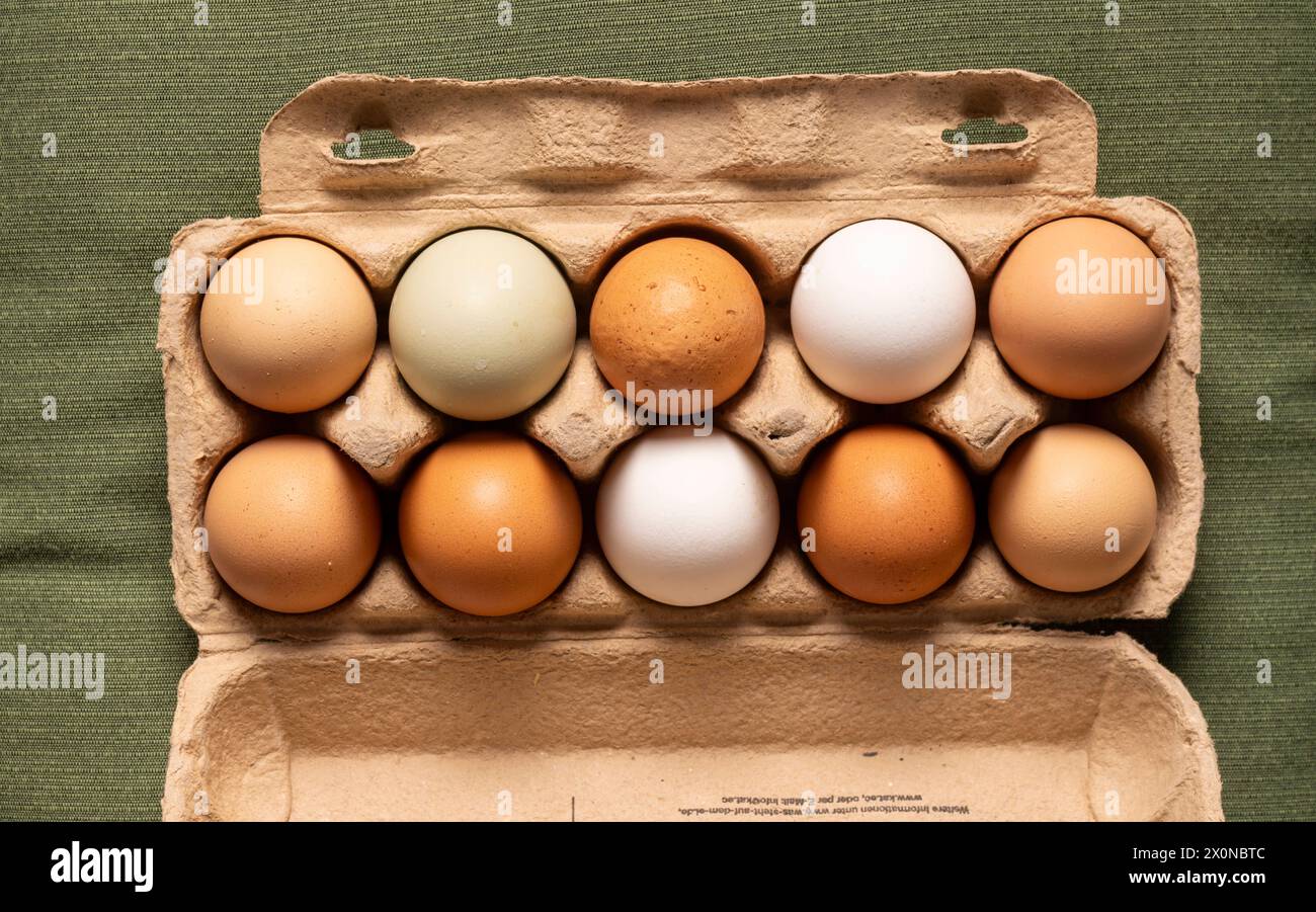 12.04.2024, Deutschland, auf dem Foto eine Eierverpackung, gefüllt mit Hühner-Eiern unterschiedlicher Färbung von Hühnern aus Freilandhaltung *** 12 04 2024, Deutschland, auf dem Foto eine Eierverpackung gefüllt mit Hühnereiern unterschiedlicher Farben von Freilandhennen Stockfoto