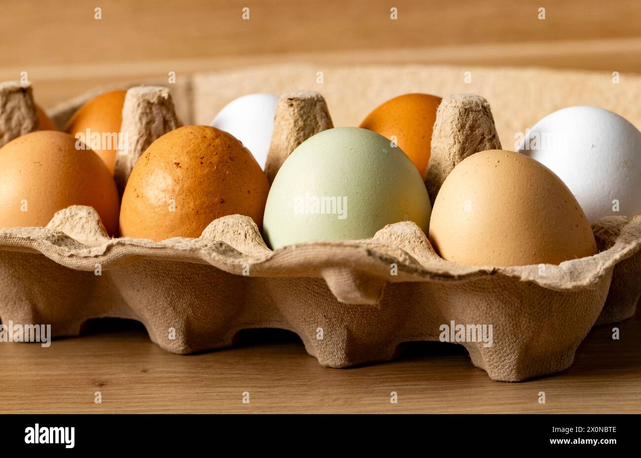 12.04.2024, Deutschland, auf dem Foto eine Eierverpackung, gefüllt mit Hühner-Eiern unterschiedlicher Färbung von Hühnern aus Freilandhaltung *** 12 04 2024, Deutschland, auf dem Foto eine Eierverpackung gefüllt mit Hühnereiern unterschiedlicher Farben von Freilandhennen Stockfoto