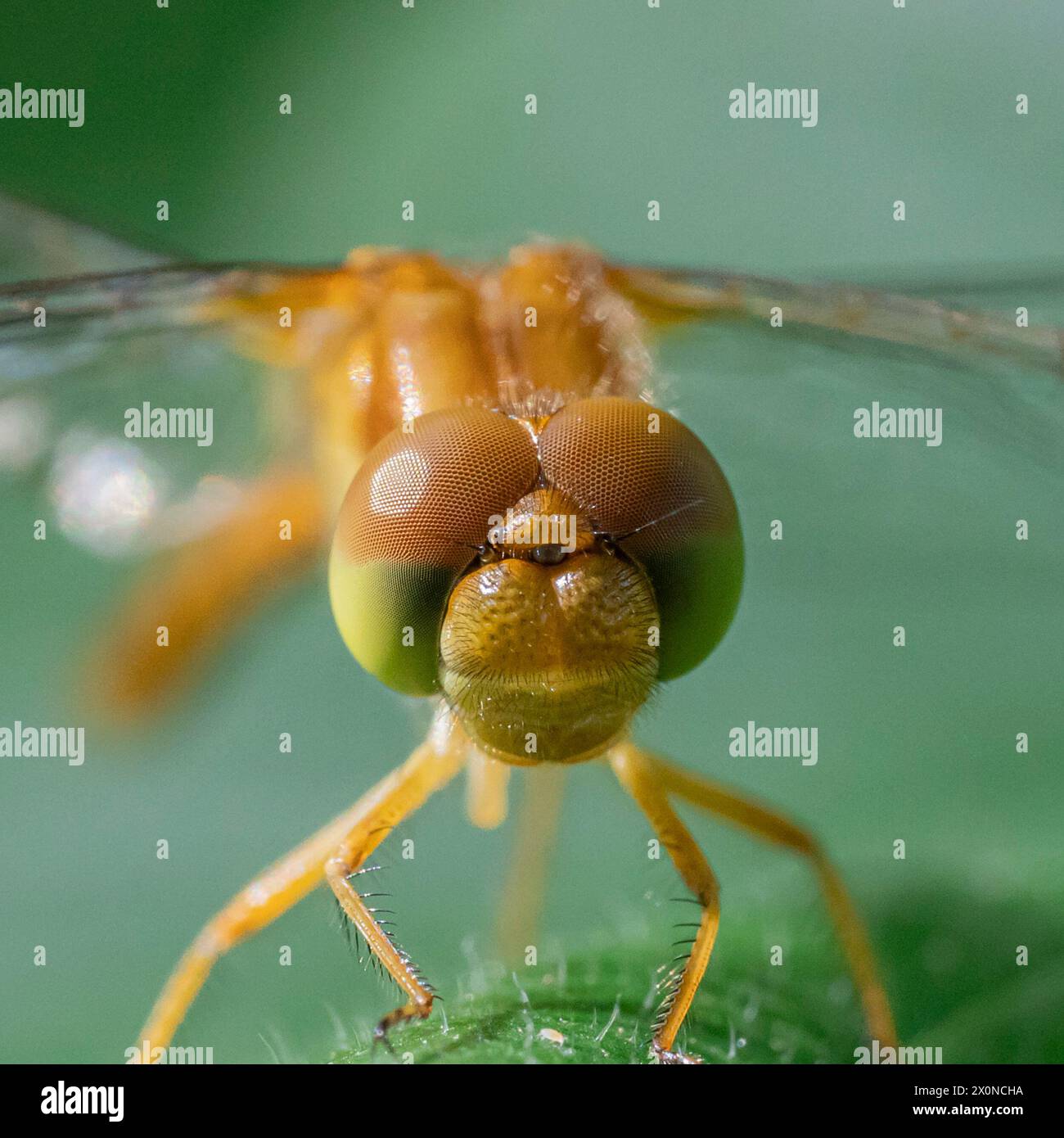 Makrofoto einer Libelle auf einem Blatt mit beeindruckenden und riesigen Augen Stockfoto