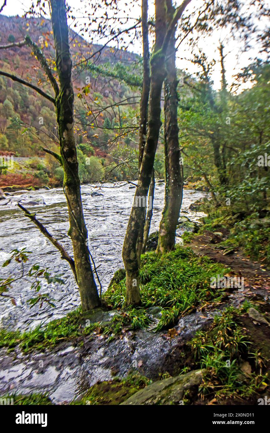 Kleine Bäume, die am Ufer des schnell fließenden Aflon Glaslyn River im Eryri National Park in Wales wachsen Stockfoto