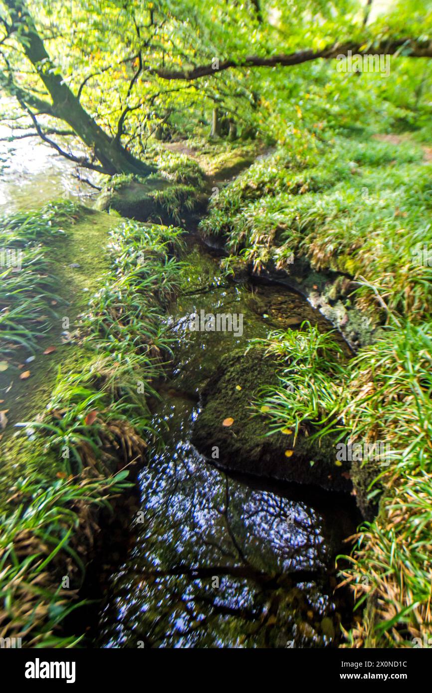 Pool tief im Laubwald des Eryri National Park of Wales Stockfoto
