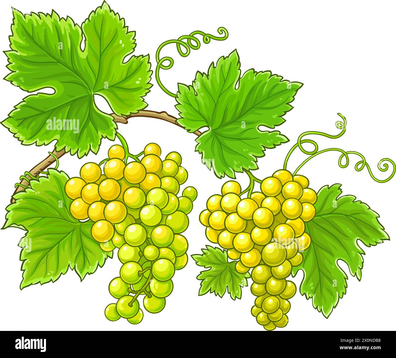 Traubenzweig Farbige Detaillierte Abbildung. Stock Vektor