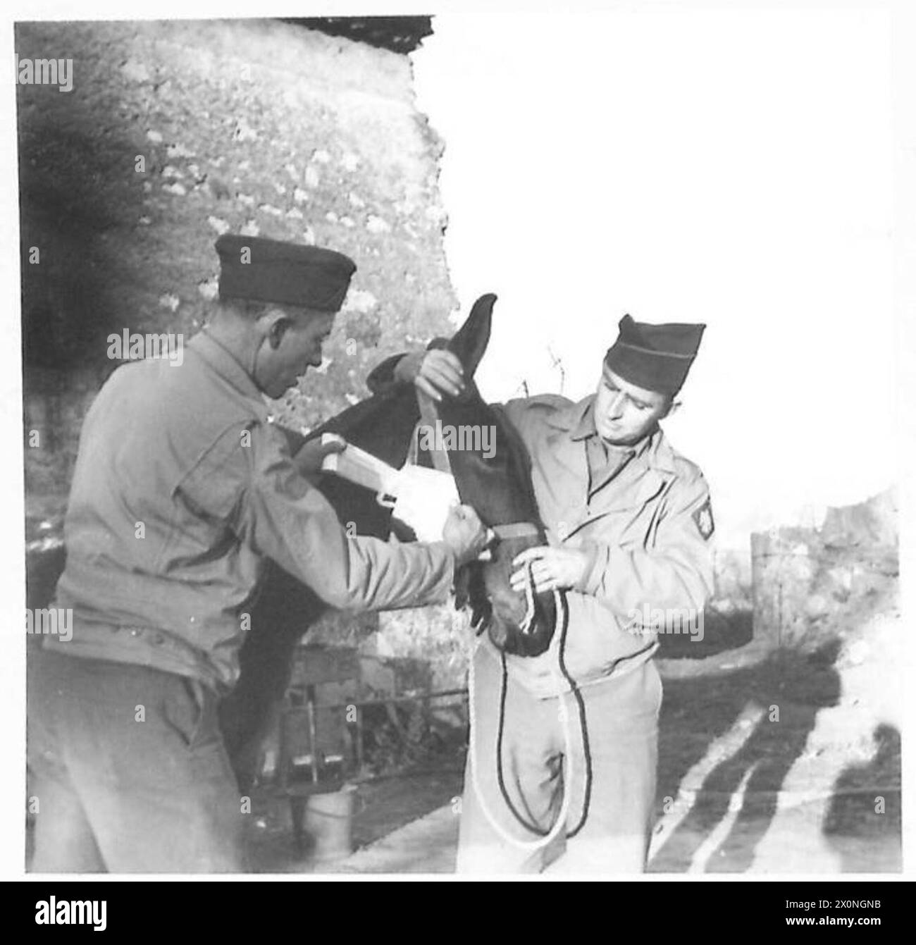 Leutnant Dean und Private Thomas von der britischen Armee verbanden den Kopf eines Maultieres während Operationen in Nordafrika, Sizilien, Italien, dem Balkan und Österreich zwischen 1942 und 1946. Stockfoto