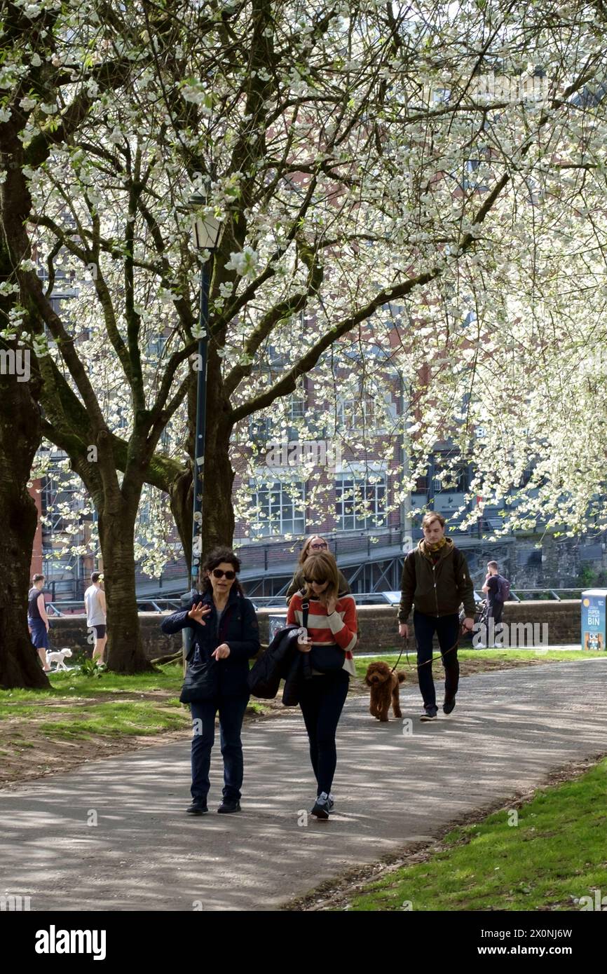 Castle Park, Bristol, Großbritannien. April 2024. Die Menschen genießen einen sonnigen Samstagmorgen unter der Blüte im Castle Park Bristol. Eine willkommene Pause vom regnerischen Wetter der letzten Zeit. Quelle: JMF News/Alamy Live News Stockfoto