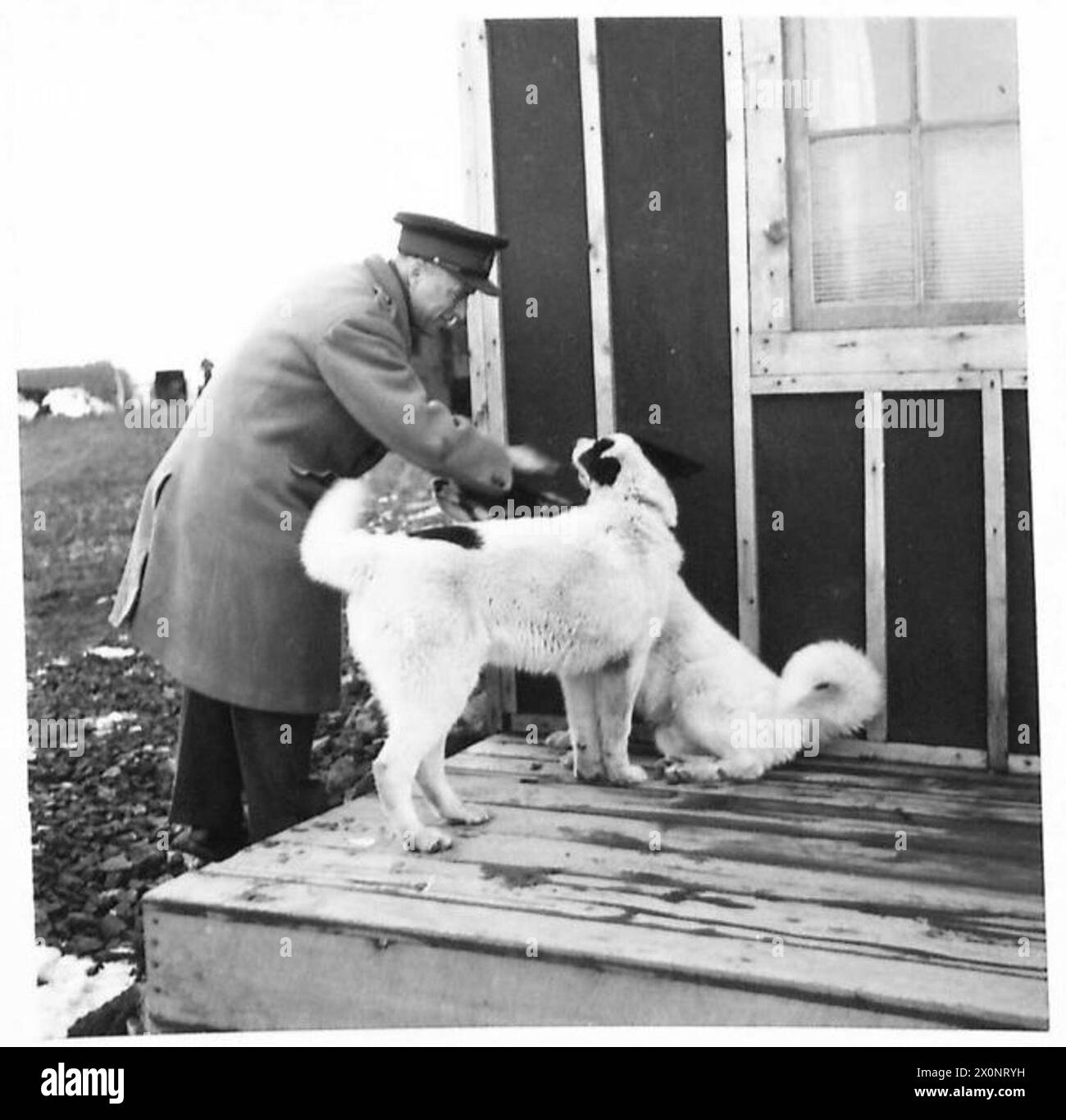 Generalmajor H. Williams, Generaldirektor für Wohlfahrt der Streitkräfte, besucht Truppen in Reykjavik, Island, und interagiert mit zwei Hunden. Fotografisches negativ, britische Armee. Stockfoto