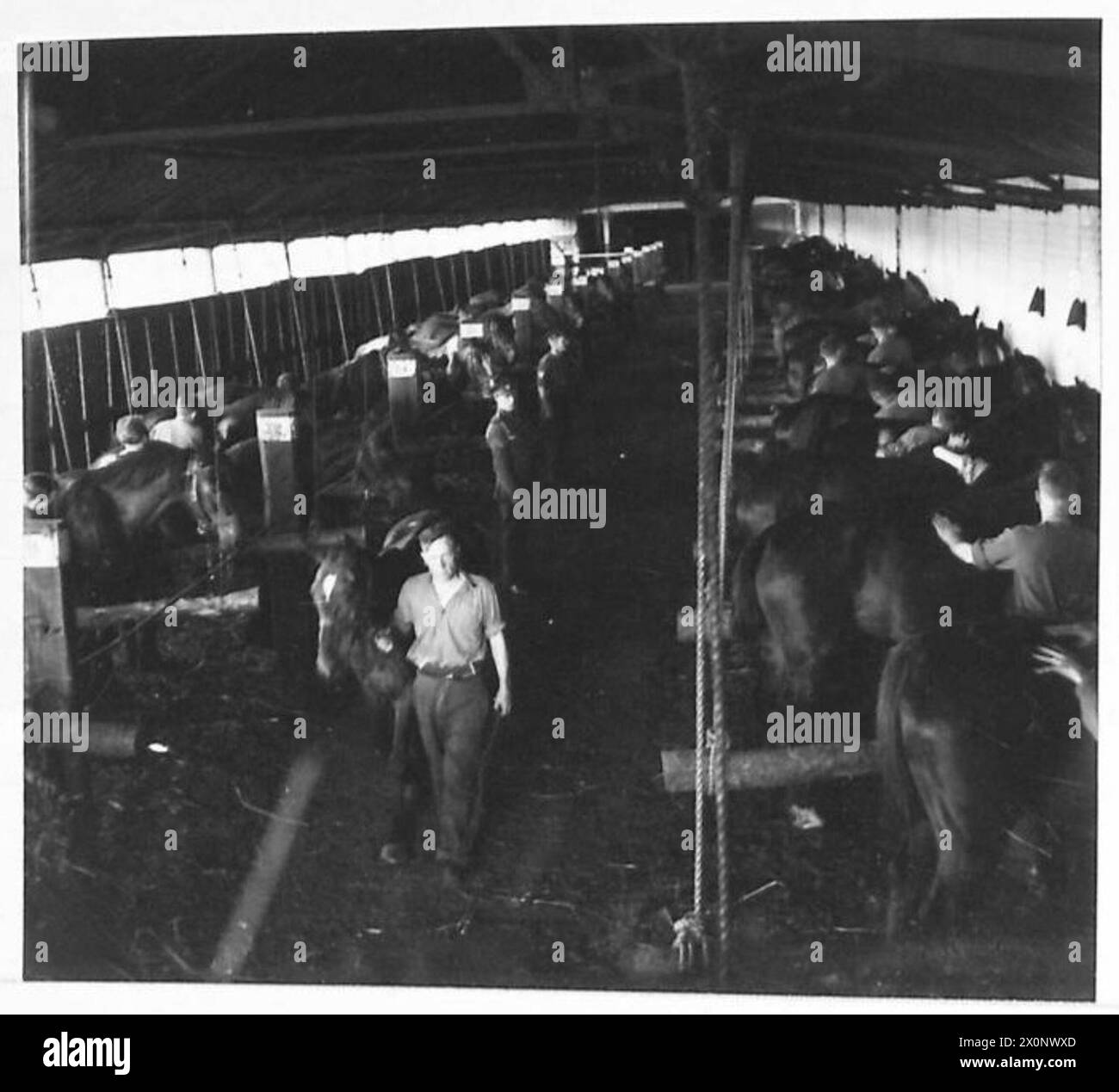 In den Stallungen einer wiederhergestellten Staffel werden Pferde vorbereitet und für militärische Aufgaben vorbereitet. Fotografisches negativ von der britischen Armee. Stockfoto