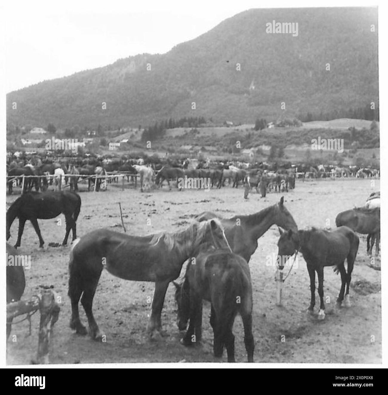 Ungarische Flüchtlinge in Österreich bringen mehrere ihrer 3.000 Pferde mit und dokumentieren damit den Transport und die Besiedlung von Flüchtlingen. Fotografisches negativ. Stockfoto